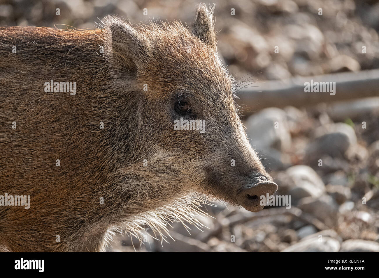 young boar Stock Photo