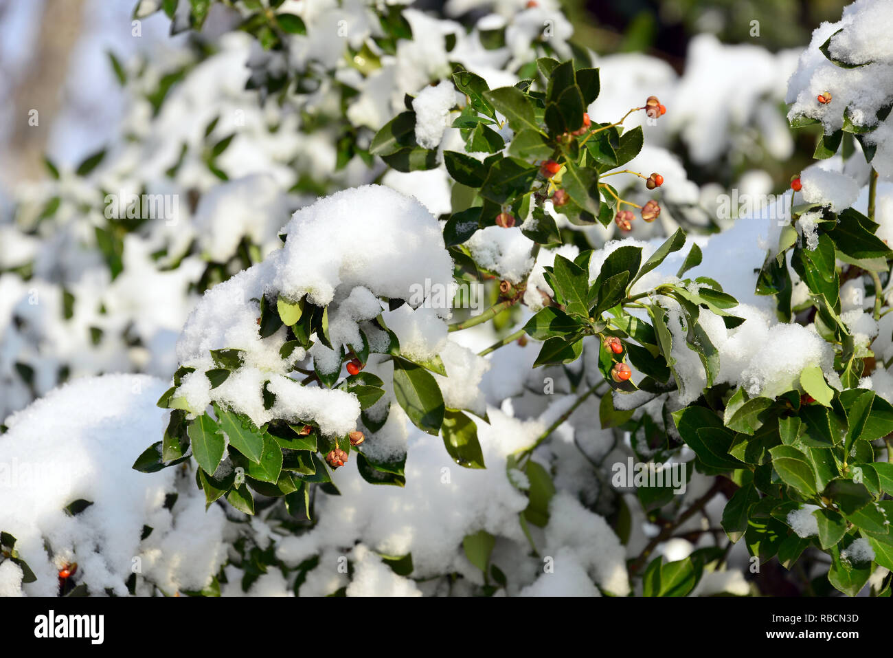 Euonymus in winter under snow. Spindelsträucher. Euonymus sp. Kecskerágó télen a hó alatt. Stock Photo