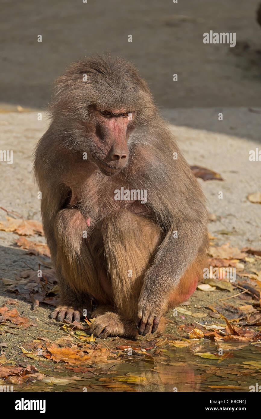 baboon in augsburg zoo Stock Photo
