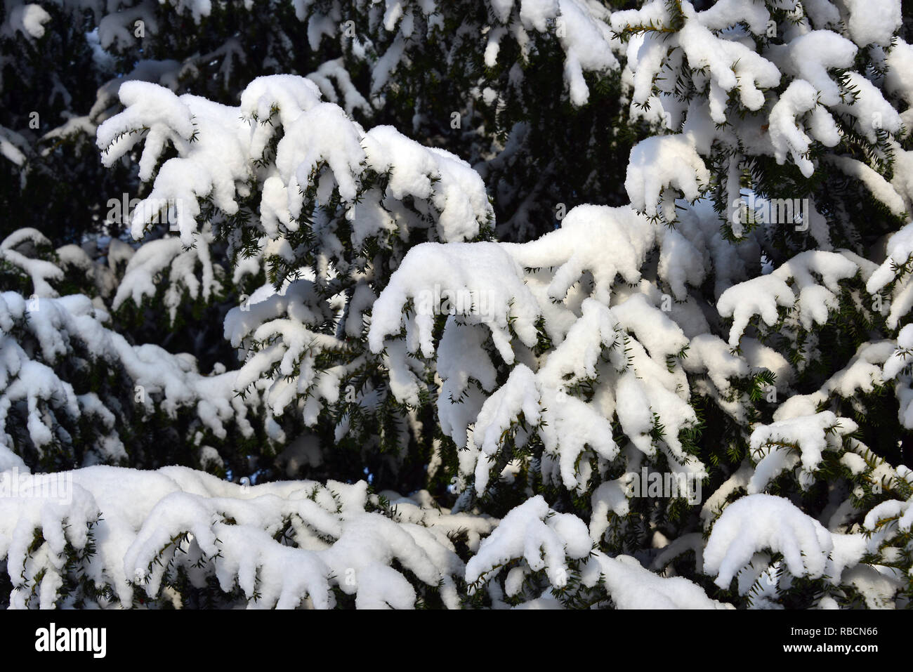 Yew tree under snow in winter. Europäische Eibe. Taxus baccata. Tiszafa a hó alatt télen. Stock Photo