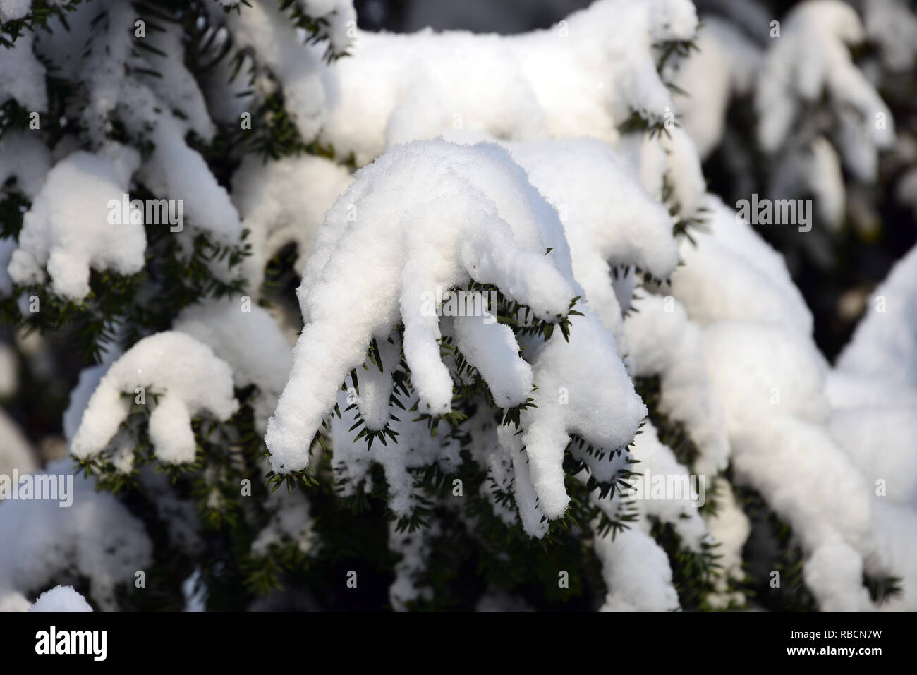 Yew tree under snow in winter. yew, European yew, Europische Eibe, Gemeine  Eibe, If commun, Taxus baccata, kznsges tiszafa, Hungary, Magyarorszg  Stock Photo - Alamy