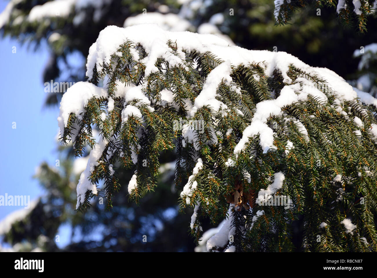 Yew tree under snow in winter. Europäische Eibe. Taxus baccata. Tiszafa a hó alatt télen. Stock Photo
