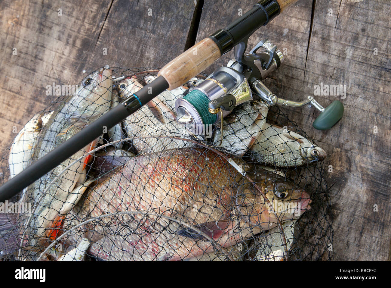 Good catch. Just taken from the water big freshwater common bream known