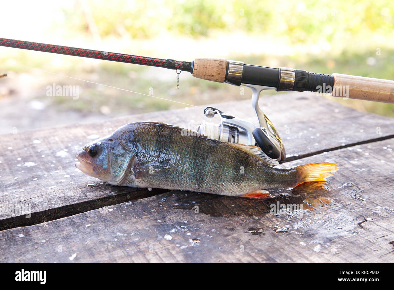 Yellow perch lake hi-res stock photography and images - Page 7 - Alamy