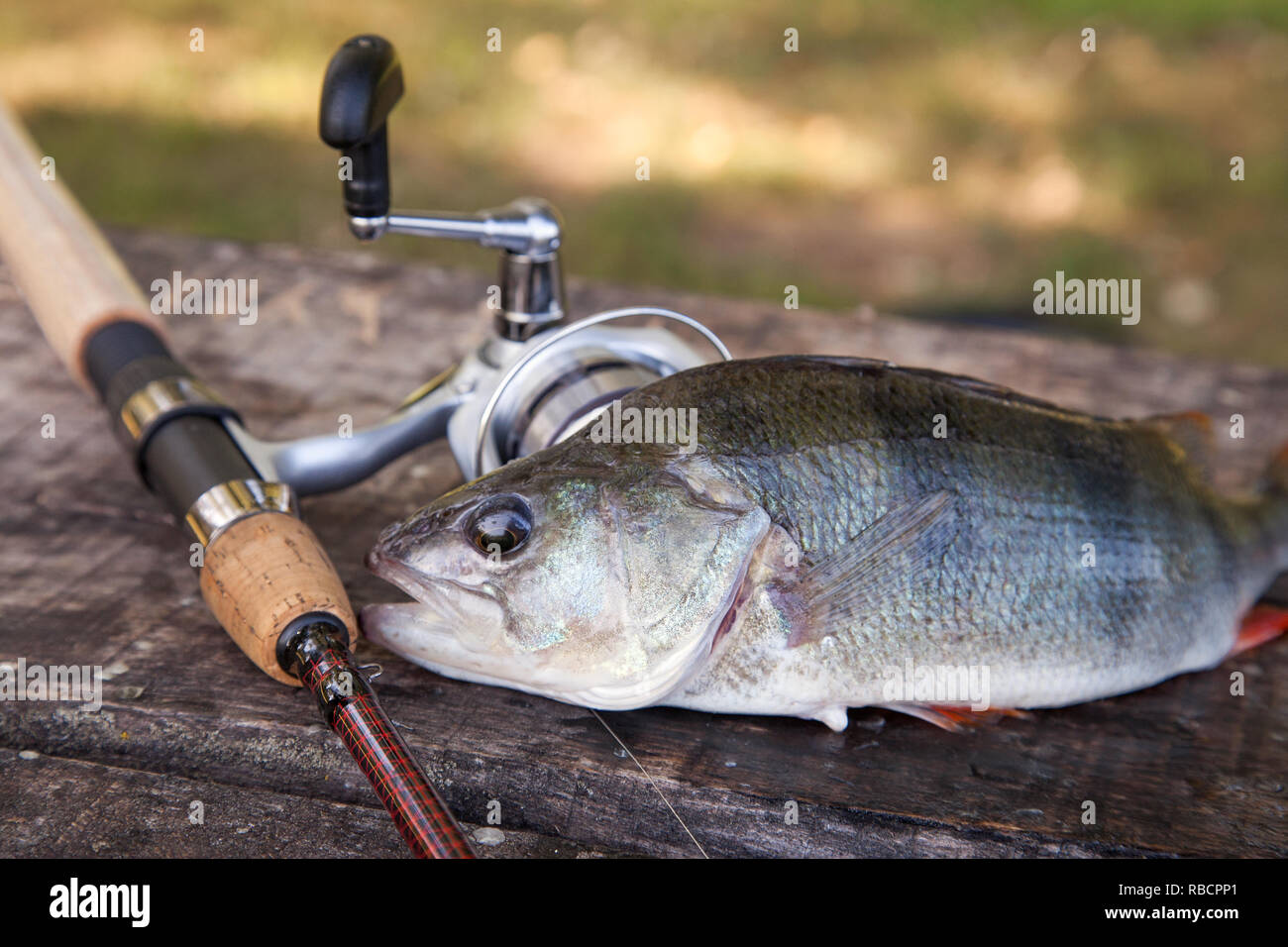 perch rod and reel