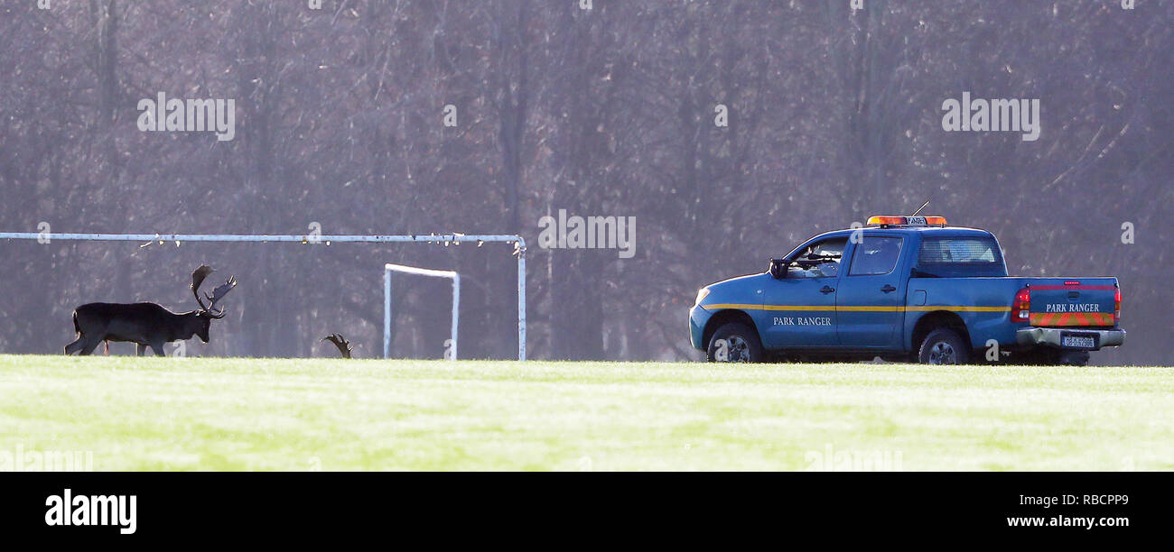 A deer cull is carried out in Phoenix Park in Dublin Stock Photo Alamy