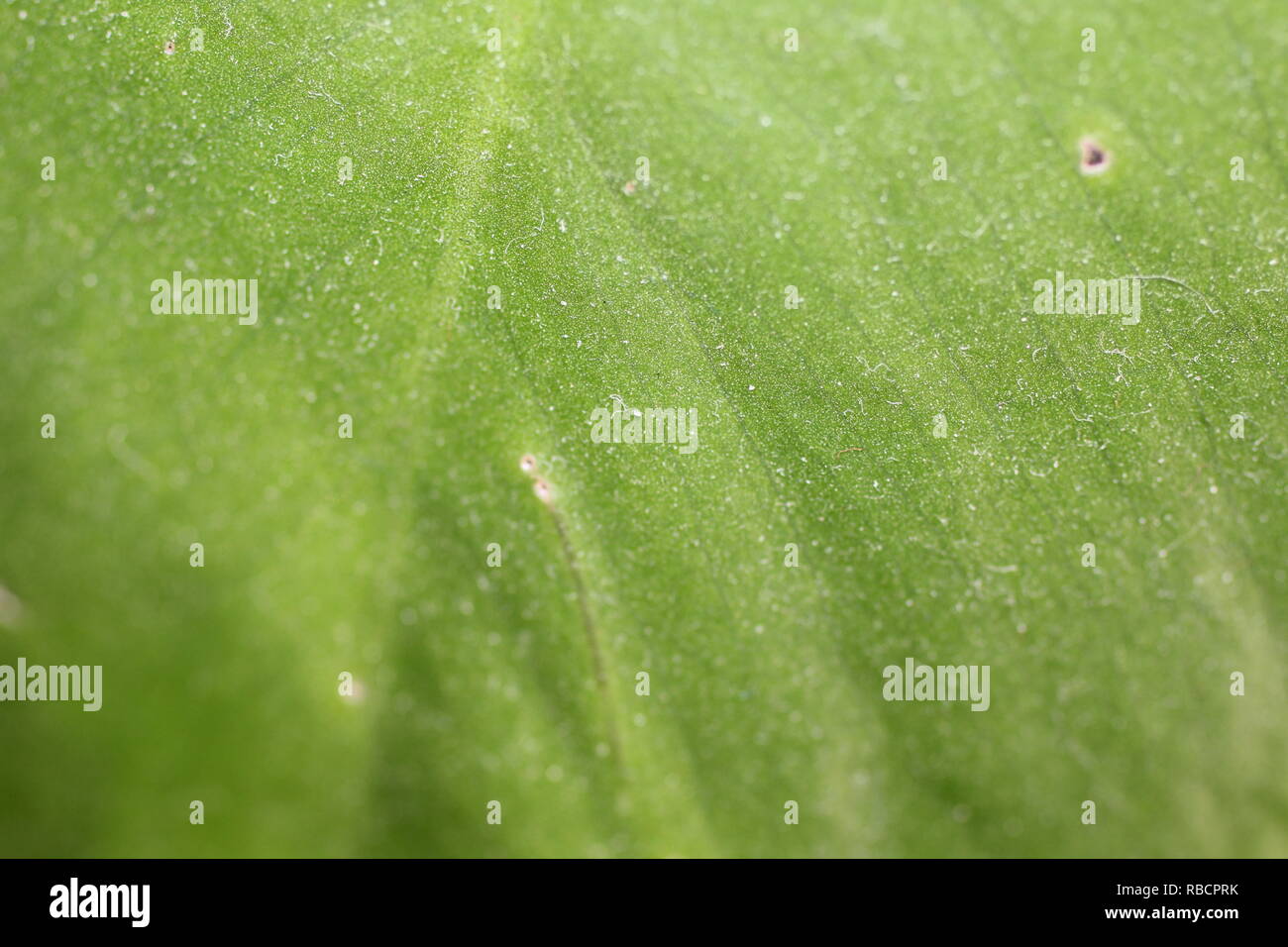green leaf, macro, background nature Stock Photo