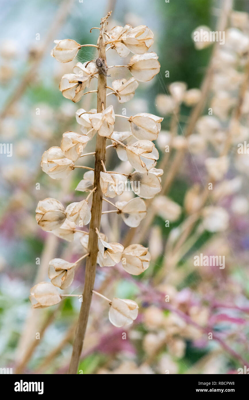 Hyacinth stem with seed heads in Welsh Garden. UK, July Stock Photo