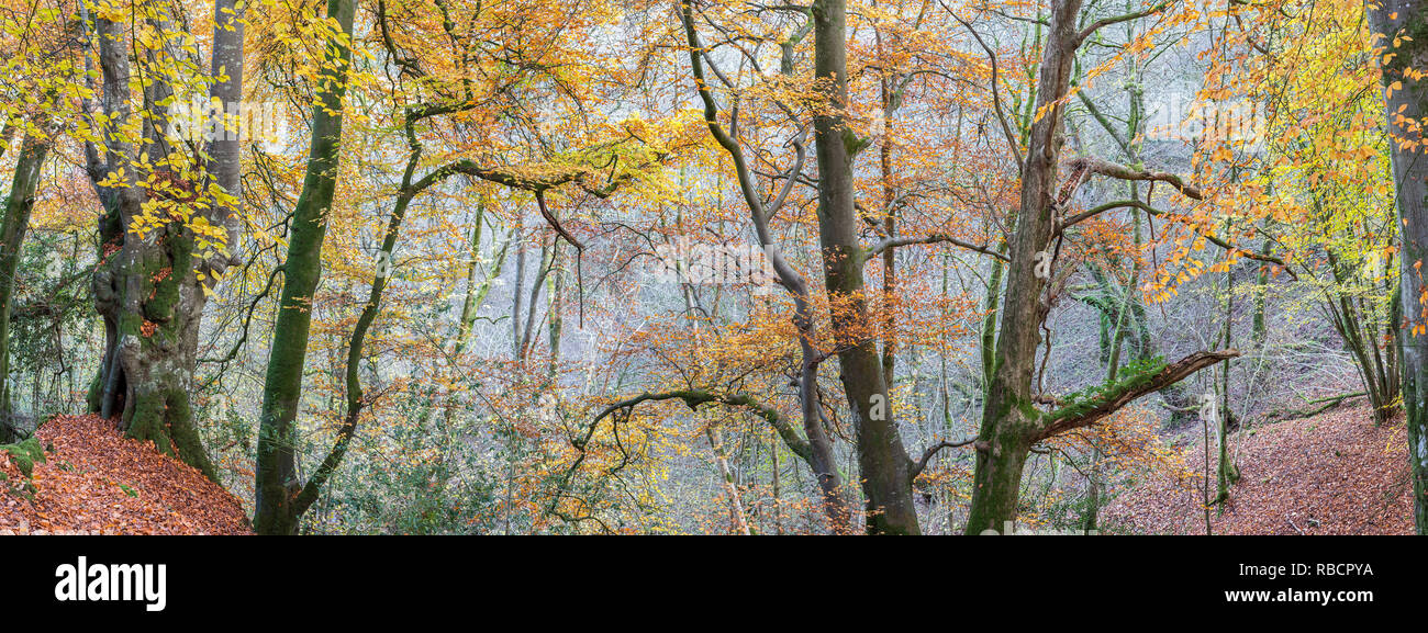 Autumn panorama of woodland in Wales, UK. November Stock Photo