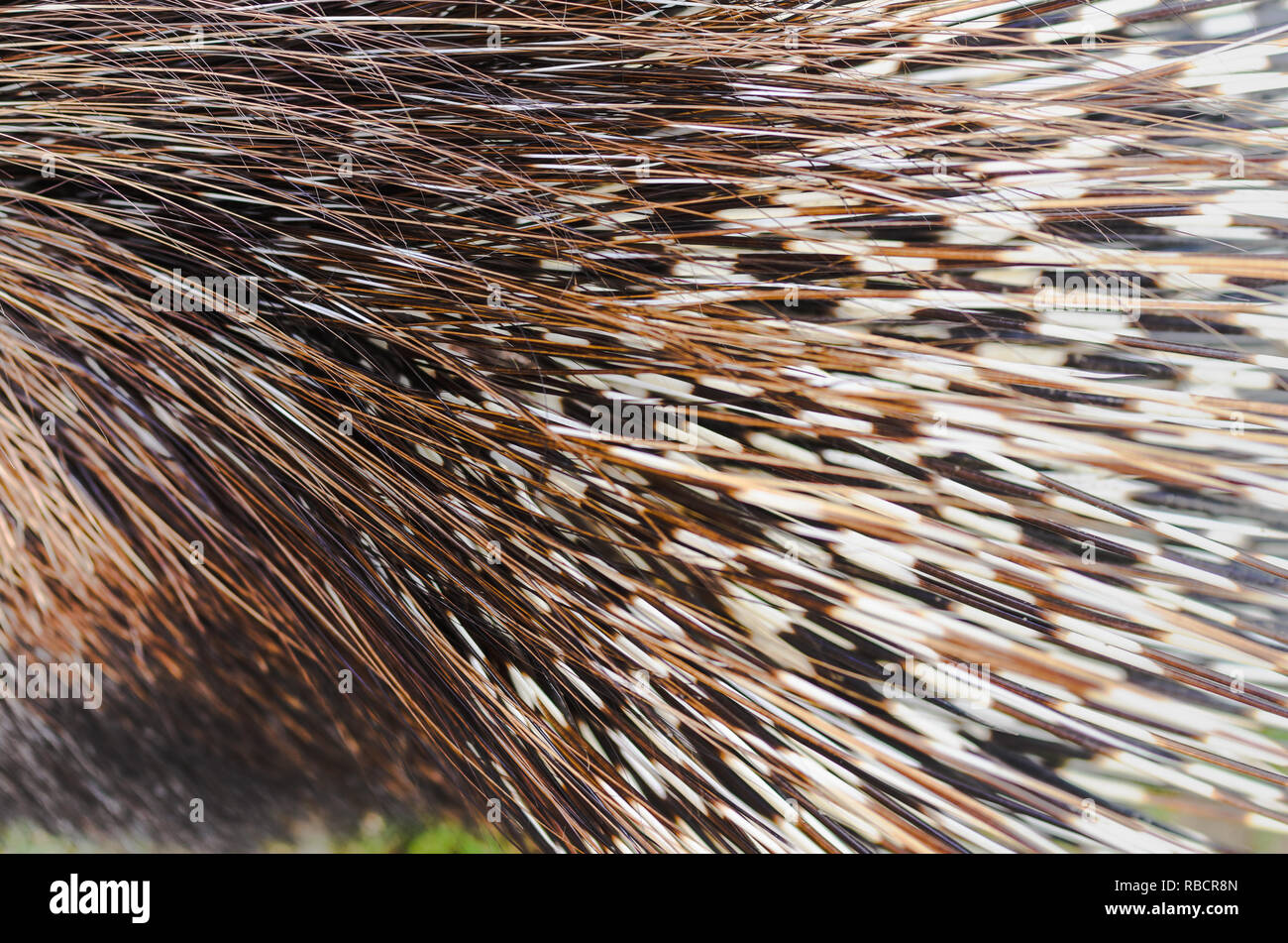 Close up porcupine quills hires stock photography and images Alamy