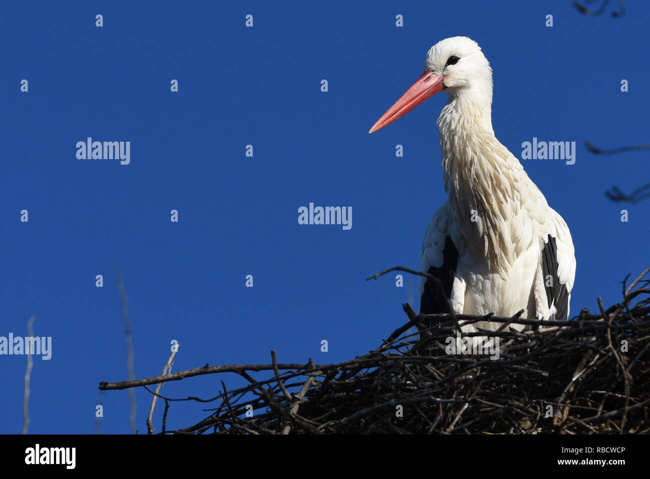 A white stork bird seen in its nest in Madrid.   In the last decades, white storks (Ciconia ciconia) throughout Europe have advanced their spring migrations, this species arrived 30 and 40 days early In Spain. Stock Photo
