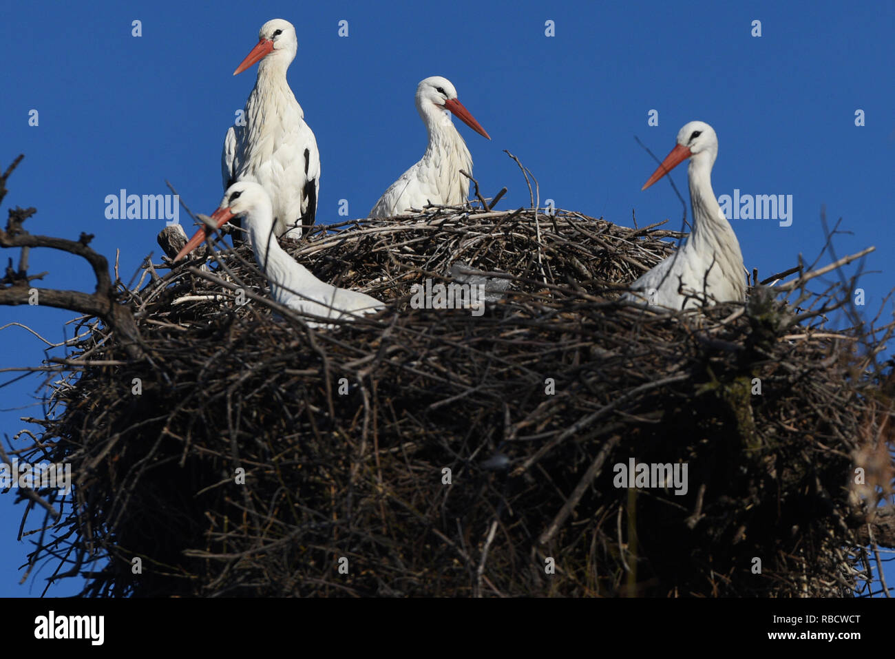 White stork birds are seen in their nests in Madrid.  In the last decades, white storks (Ciconia ciconia) throughout Europe have advanced their spring migrations, this species arrived 30 and 40 days early In Spain. Stock Photo