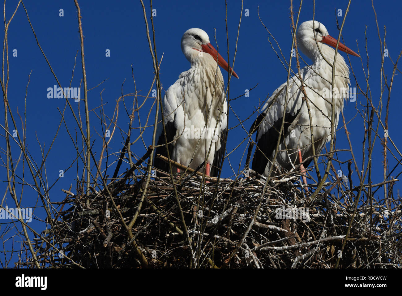 White stork birds are seen in their nest in Madrid.  In the last decades, white storks (Ciconia ciconia) throughout Europe have advanced their spring migrations, this species arrived 30 and 40 days early In Spain. Stock Photo