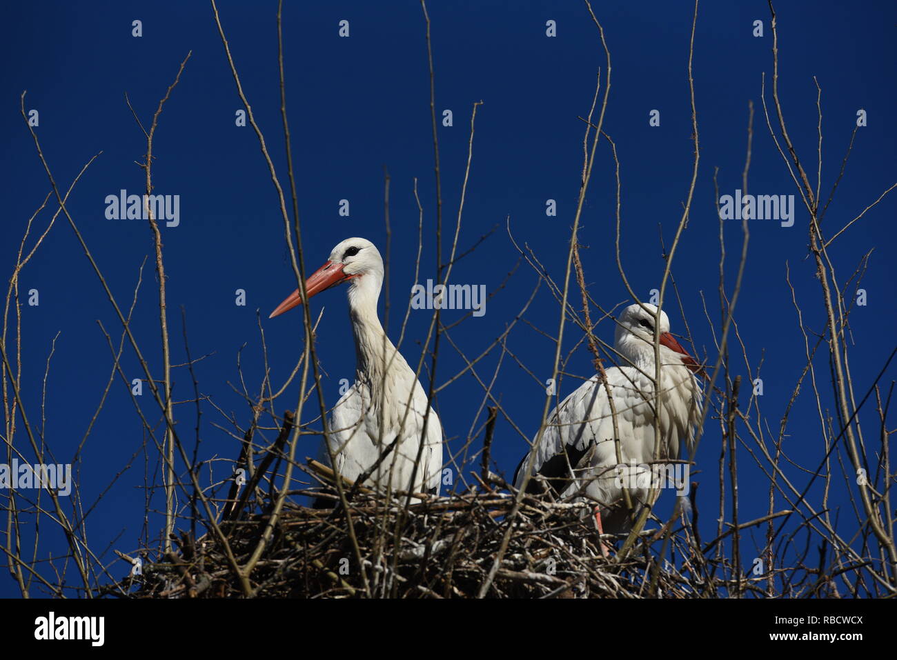 White stork birds are seen in their nest in Madrid. In the last decades, white storks (Ciconia ciconia) throughout Europe have advanced their spring migrations, this species arrived 30 and 40 days early In Spain. Stock Photo