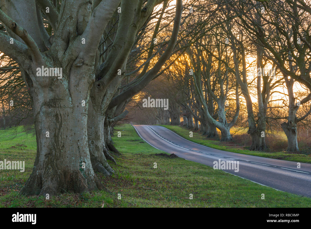 Beech tree rising sun on hires stock photography and images Alamy