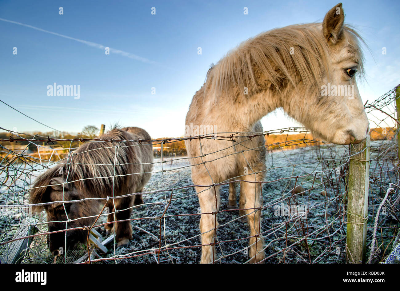 Brave pony hi-res stock photography and images - Alamy