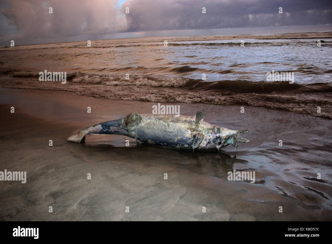 Researchers: Dolphins found dead were stranded during Sally