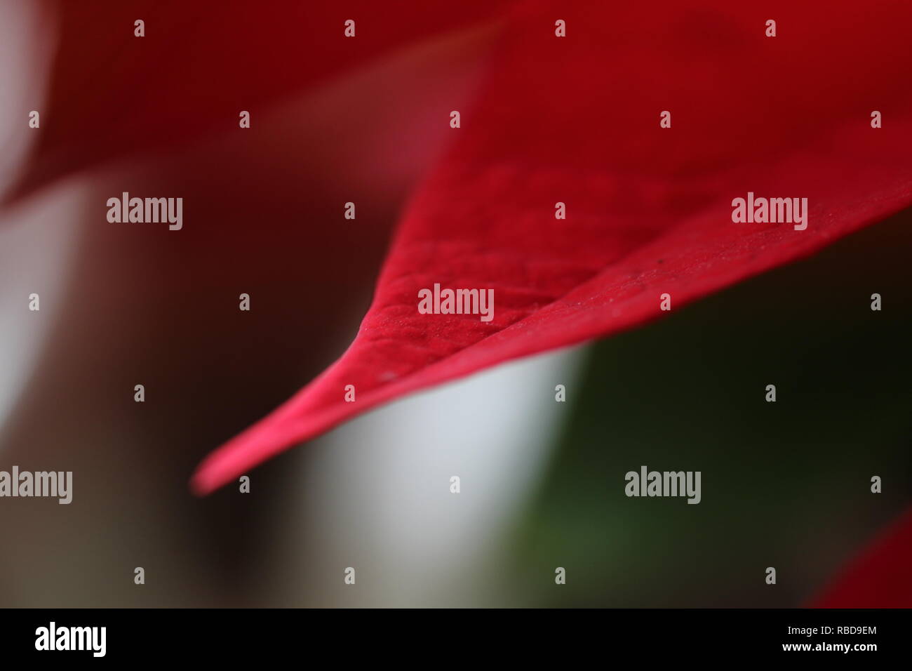 Red leaf, macro, background naure Stock Photo
