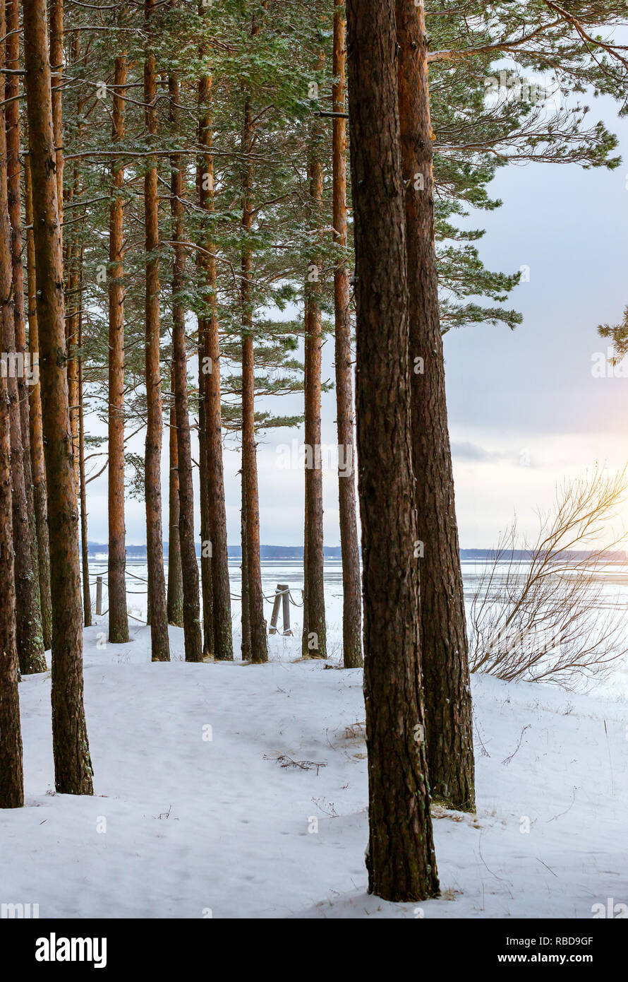 Severe Northern winter and snowy weather. Pine forest, pinewood. Narva-Joesuu resort town in Estonia in Ida-Virumaa. Winter day on snowy shore of Narva Bay Stock Photo