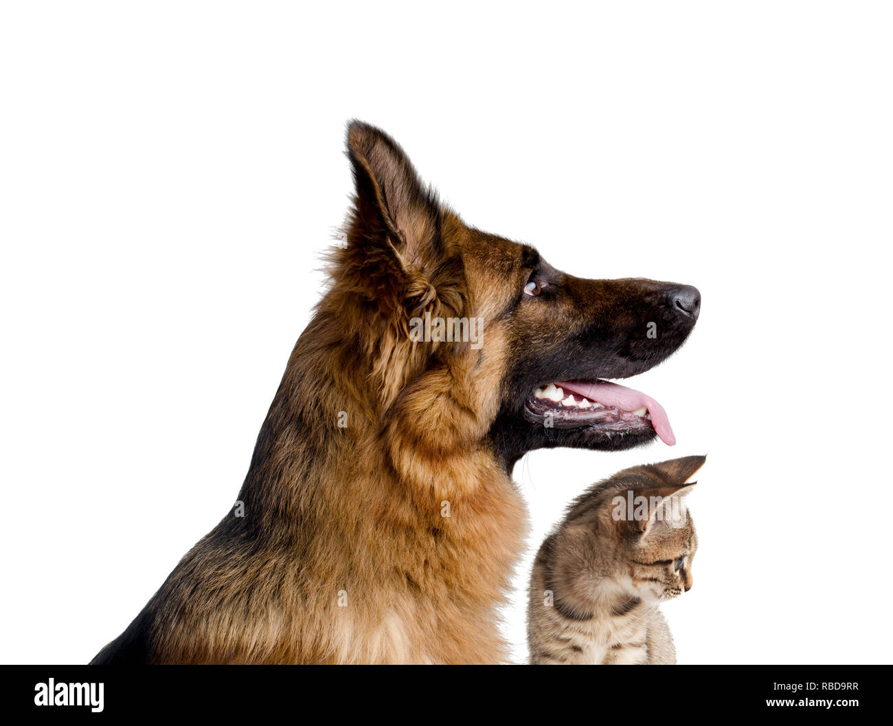 Portrait of a dog and a cat close up isolated on white background. German shepherd and little kitten. Stock Photo