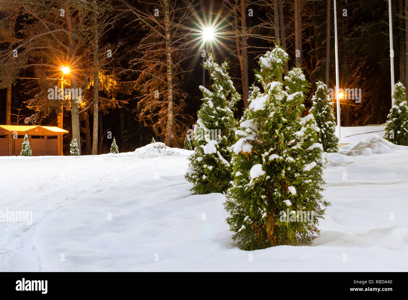Night severe Northern winter and snowy weather. Evening pine forest, pinewood. Narva-Joesuu resort town in Estonia in Ida-Virumaa. Winter night on snowy shore of Narva Bay. Snow on ground Stock Photo