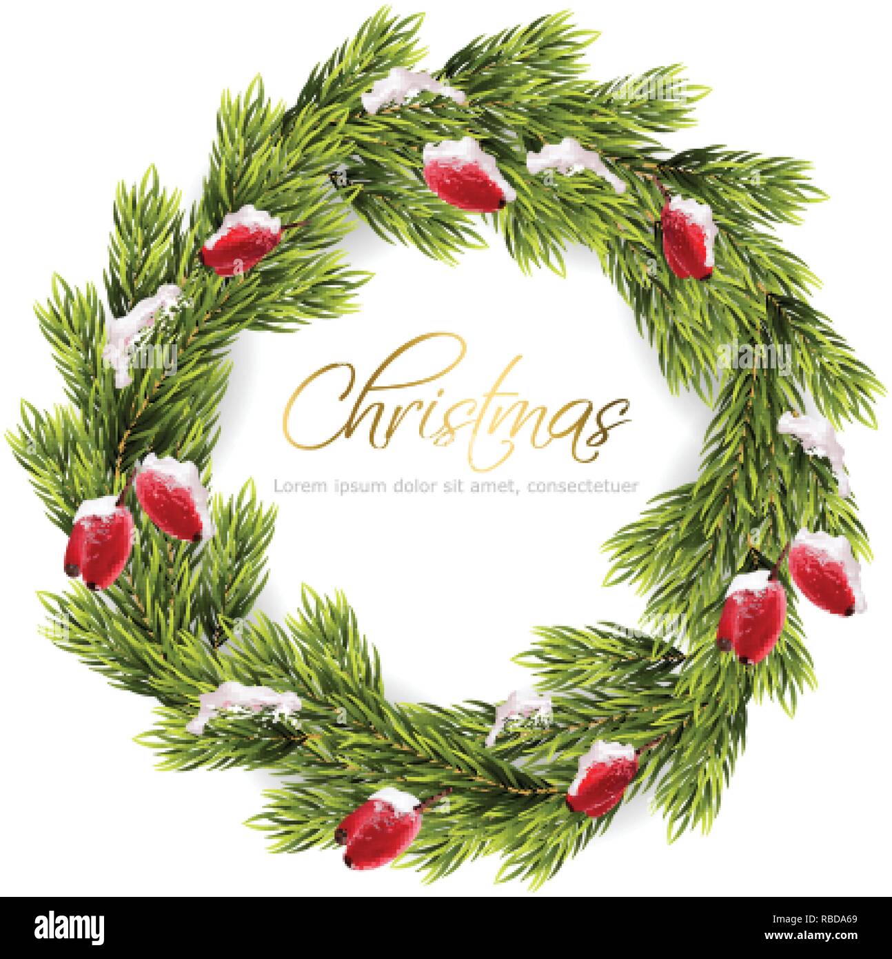 Christmas fir wreath frame Vector. Green fir branches and red eglantine ...