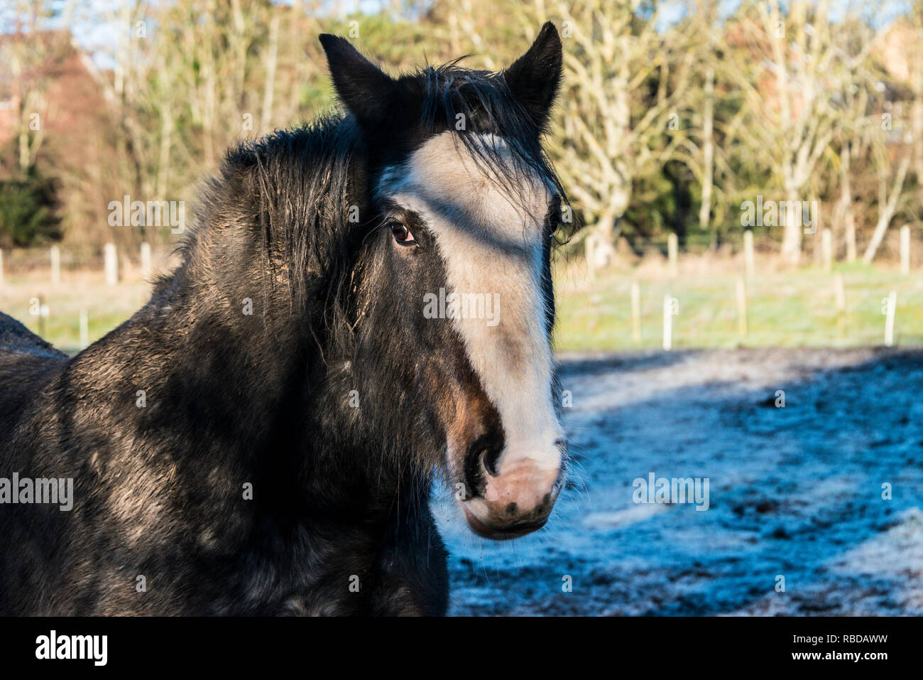 A Clydesdale horse in a frost covered field Stock Photo