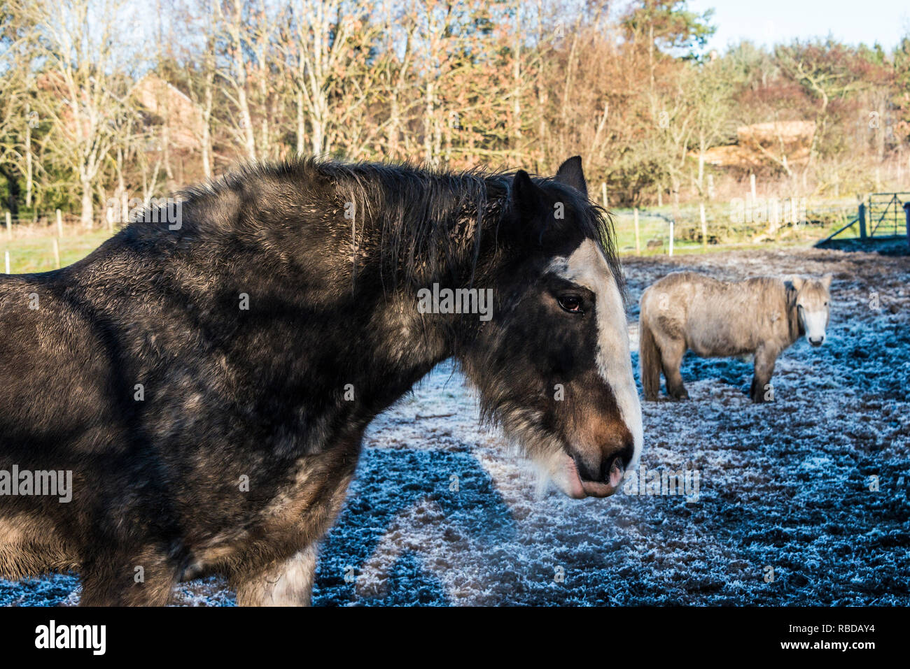 A Clydesdale horse and a Shetland pony in a frost covered field Stock Photo