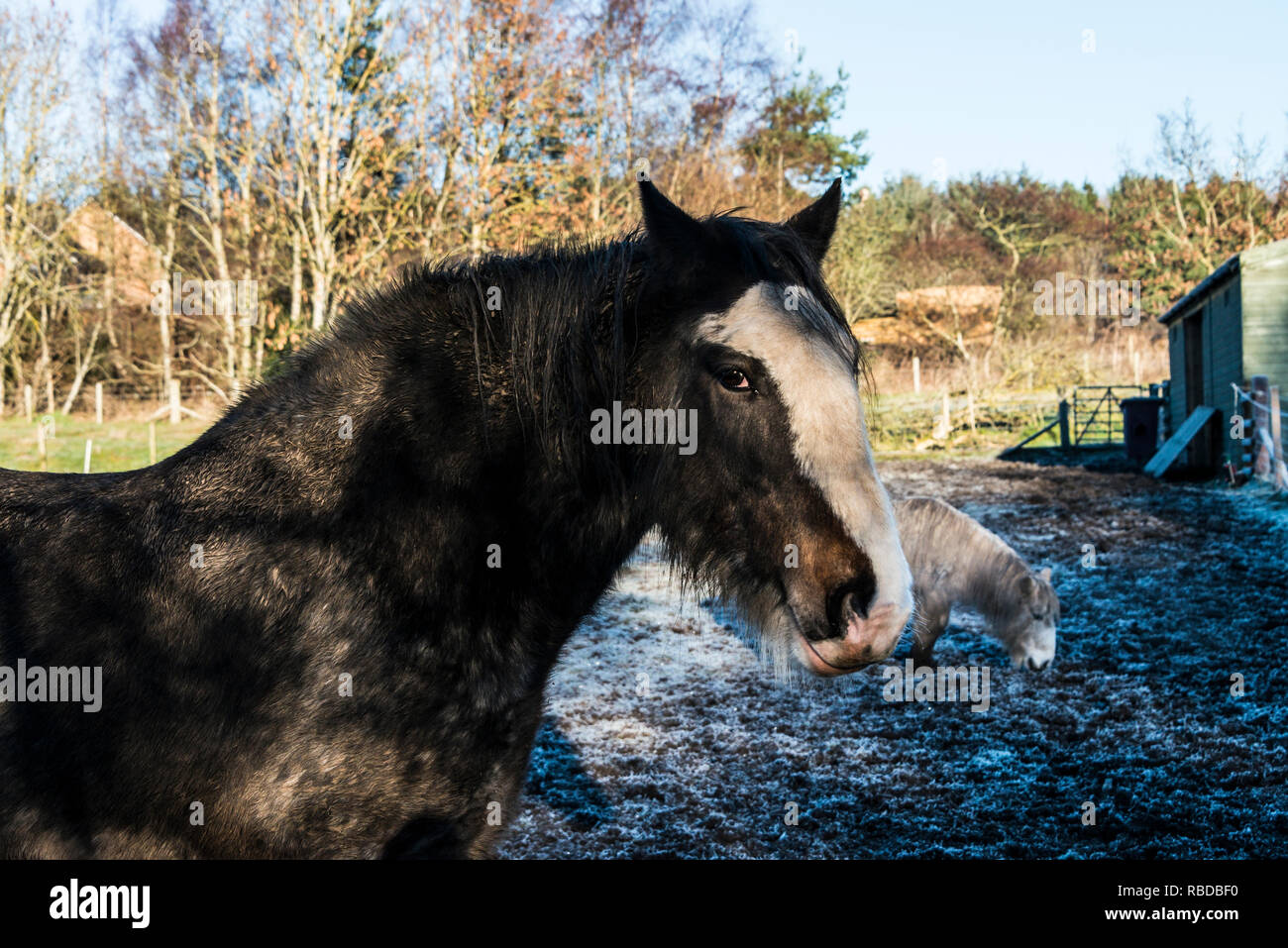 A Clydesdale horse and a Shetland pony in a frost covered field Stock Photo