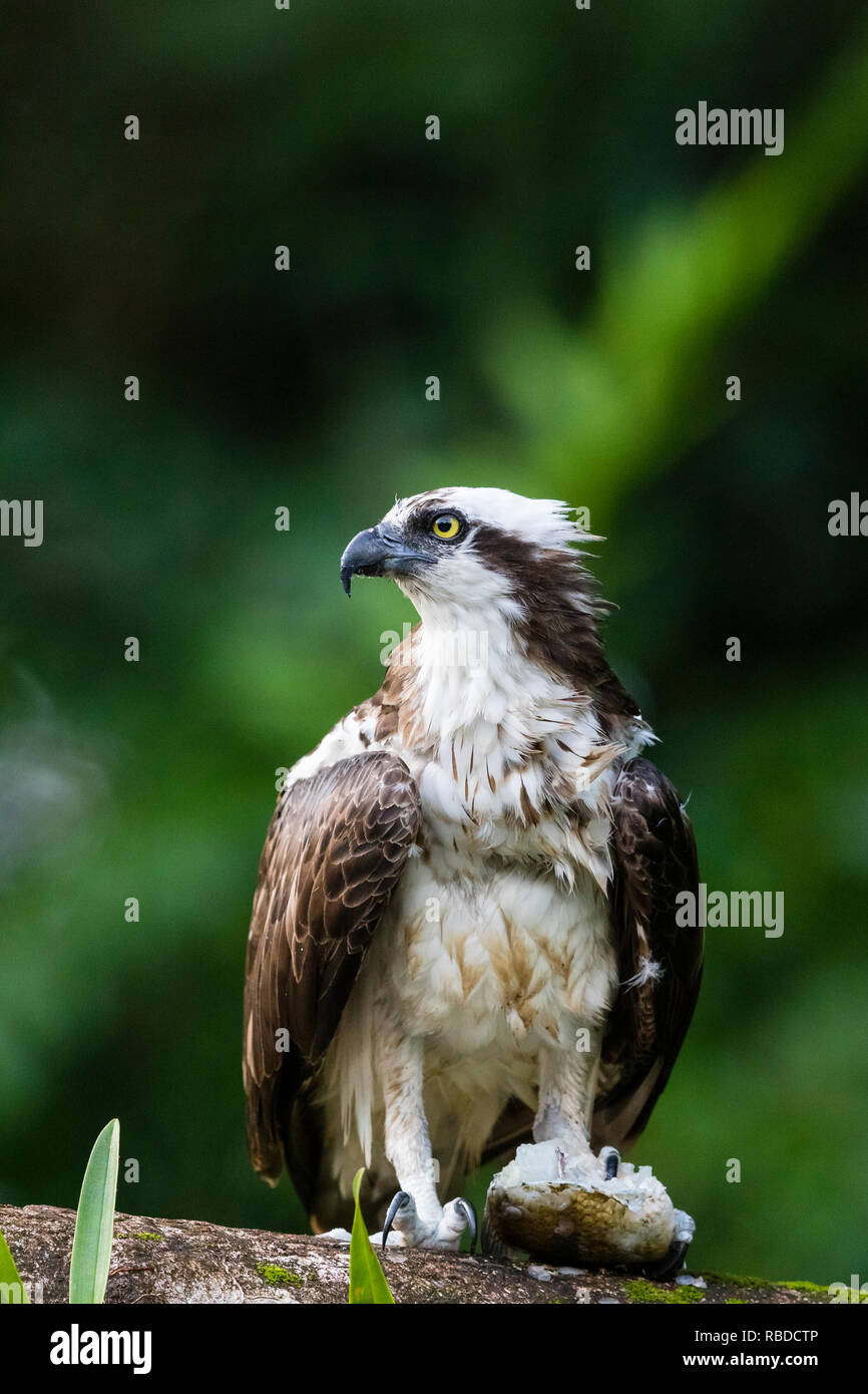 Osprey, Tortuguero National Park, Costa Rica Stock Photo