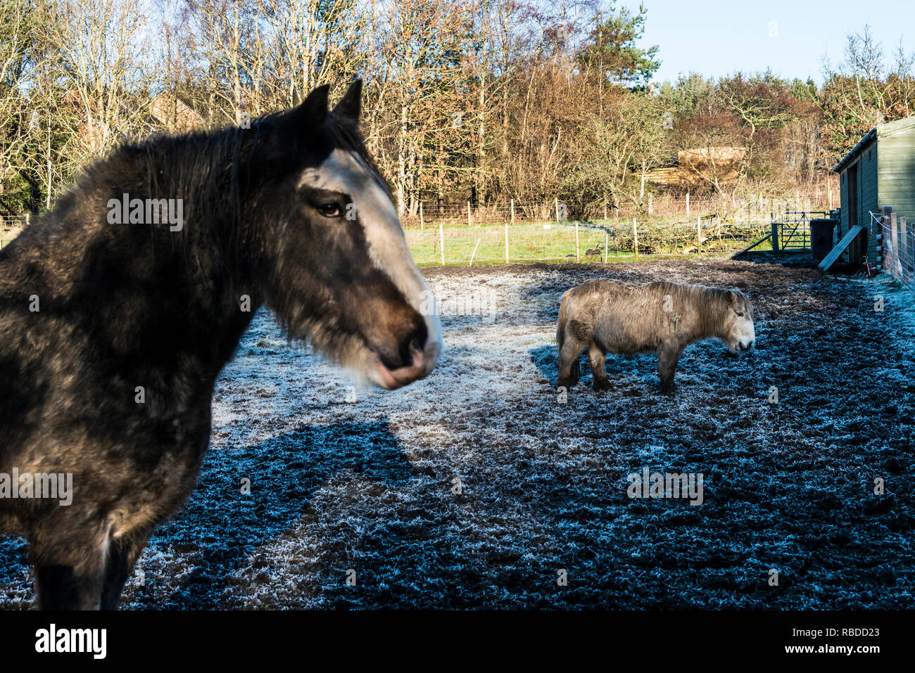 A Clydesdale horse and a Shetland pony in a frost covered field Stock Photo