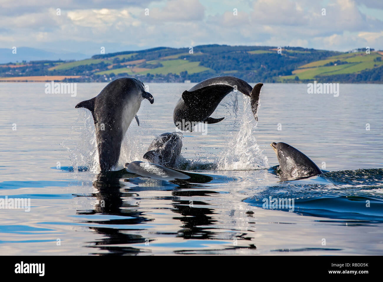 INVERNESS, SCOTLAND: Bottlenose dolphins breach the water at Chanonry Point near Inverness, Scotland. THREE FUN-LOVING dolphins put on an impressive display for onlookers at as they breached and flipped through the waters of Chanonry Point near Inverness. The bottlenose dolphins including Honey, a young eleven-year-old mum and two youngsters can also be seen swimming in perfect unison, appearing to race each other through the water in the Highlands of Scotland. WDC / Charlie Phillips / mediadrumworld.com Stock Photo