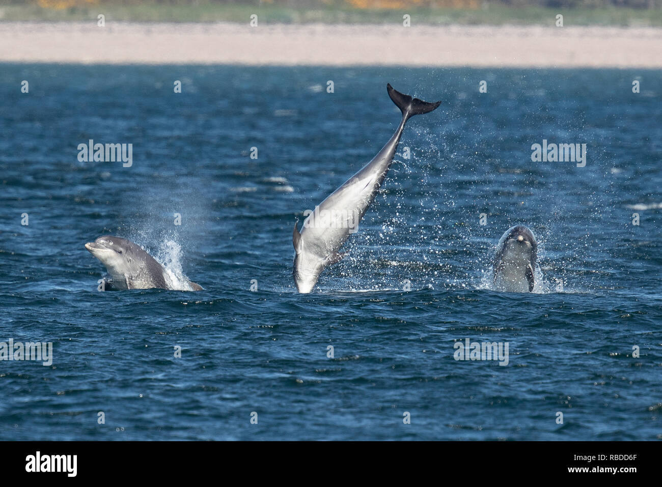 INVERNESS, SCOTLAND: Three bottlenose dolphins have fun together, breaching the water at Chanonry Point near Inverness, Scotland. THREE FUN-LOVING dolphins put on an impressive display for onlookers at as they breached and flipped through the waters of Chanonry Point near Inverness. The bottlenose dolphins including Honey, a young eleven-year-old mum and two youngsters can also be seen swimming in perfect unison, appearing to race each other through the water in the Highlands of Scotland. WDC / Charlie Phillips / mediadrumworld.com Stock Photo
