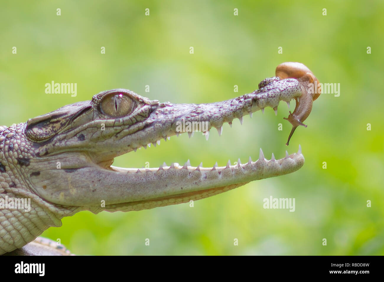SOUTH JAKARTA, INDONESIA: HILARIOUS images show the moment a brave snail slowly ventured inside the open jaws of a crocodile. The series of unusual photos show the daring snail slither to the tip of the reptile’s nose before peering inside the its mouth and eventually moving inside. In one final shot, the snail can be seen resting on the roof of the croc’s mouth. The incredible photographs were taken by Roni Kurniawan (26) from Pondok Pinang, Jakarta, Indonesia just outside of South Jakarta. To take the photos, Roni used a Canon 600D camera. Roni Kurniawan / mediadrumworld.com Stock Photo