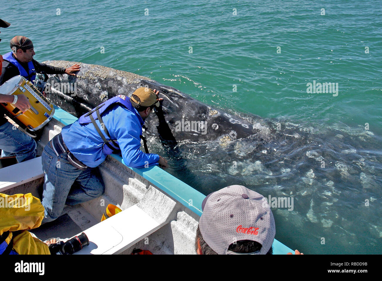 STUNNED and delighted tourists can be seen getting up close and