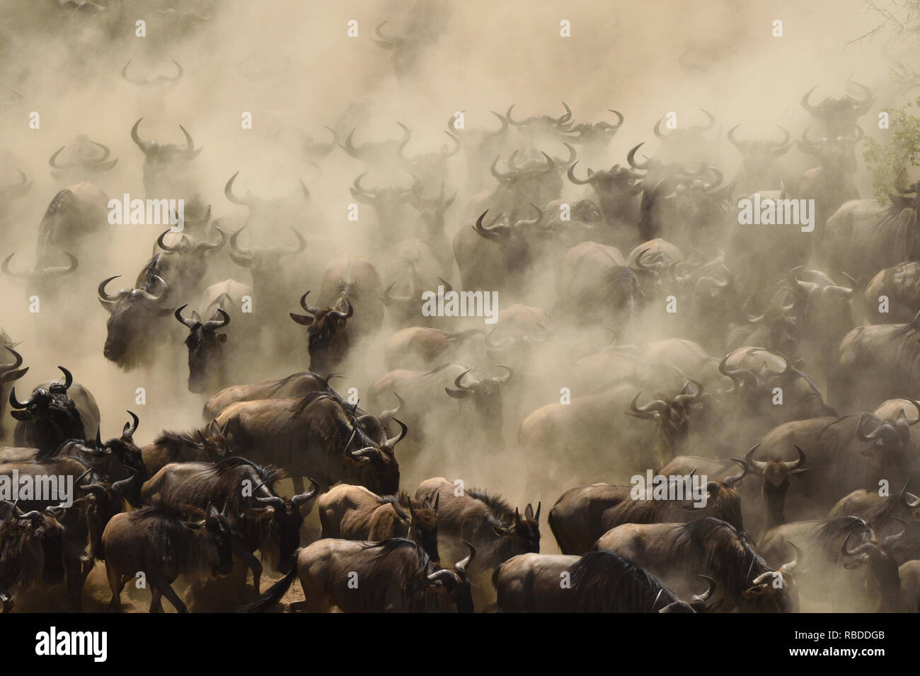 IT’S A LOTTERY for these huge wildebeest every time they undertake the great migration as these stunning pictures show one unfortunate animal being snatched by a crocodile. The incredible images show the panicked herd rushing to get across the river as they know predators lurk in the water. Other actions shots show wildebeest jumping from the land into the river to get a head start, a crocodile about to snatch his dinner and the scaly predator poking his head above the water. The striking photographs were taken in Maasai Mara Kenya, Africa, by author John L Crawley (56), from Provo, Utah, USA. Stock Photo