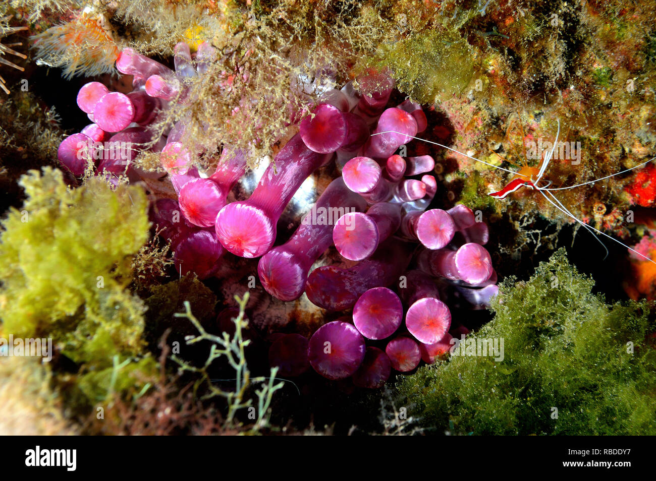 Club-Tipped Anemone & Cleaner Shrimp in Tenerife - Canary Islands Stock Photo