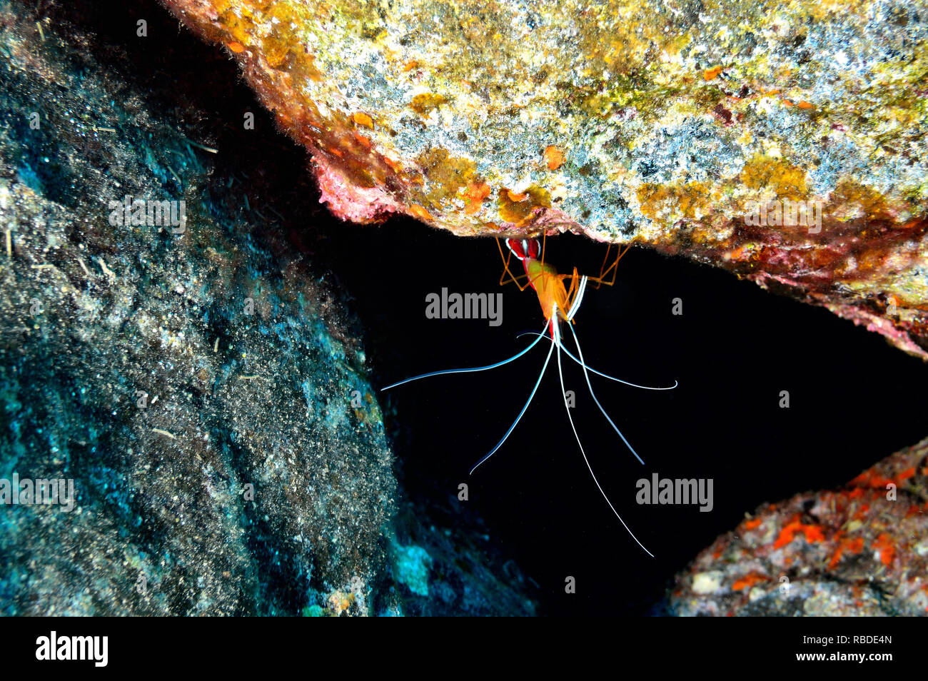 Cleaner Shrimp in Tenerife - Canary Islands Stock Photo