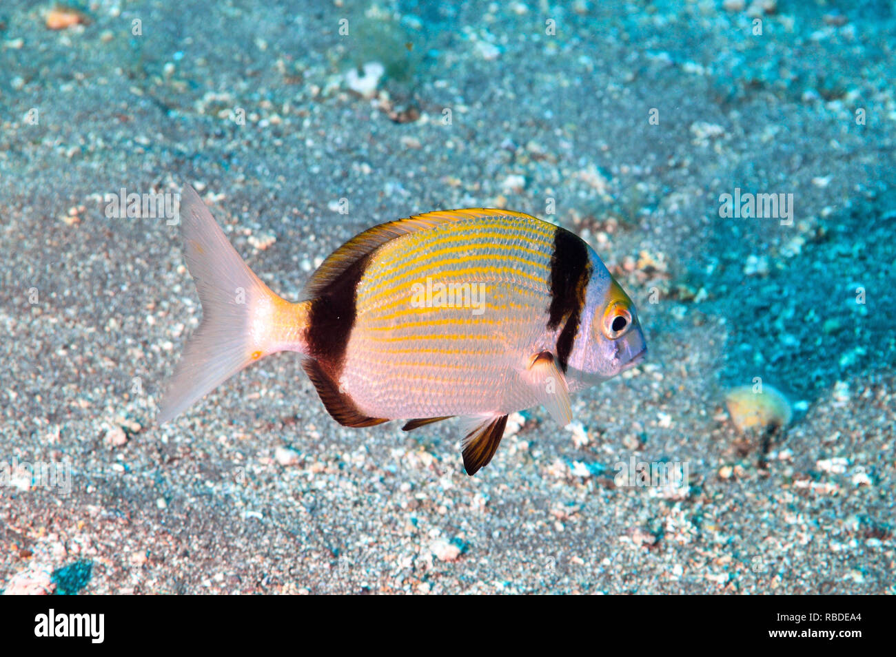 Two-Banded Sea Bream in Tenerife - Canary Islands Stock Photo