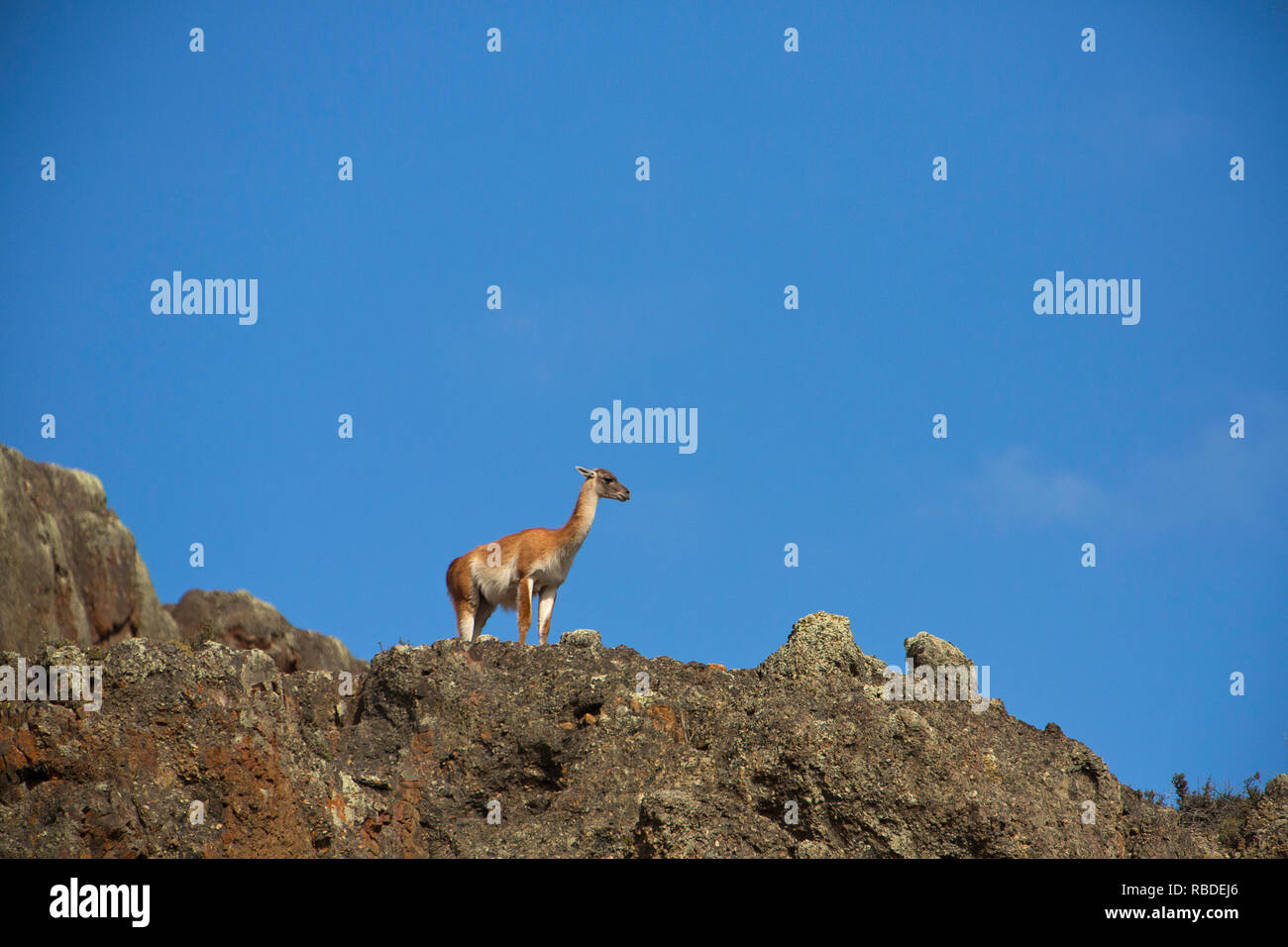 A Guanaco (Lama guanicoe) poses on an outcrop in Torres Del Paine National Park of Chile. Wild Stock Photo
