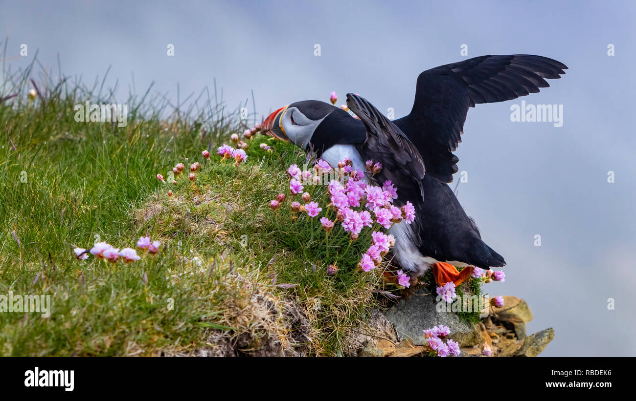 The Atlantic puffin seabird at Sumburgh Head near Lerwick, Shetland Islands, Scotland, Europe. Stock Photo