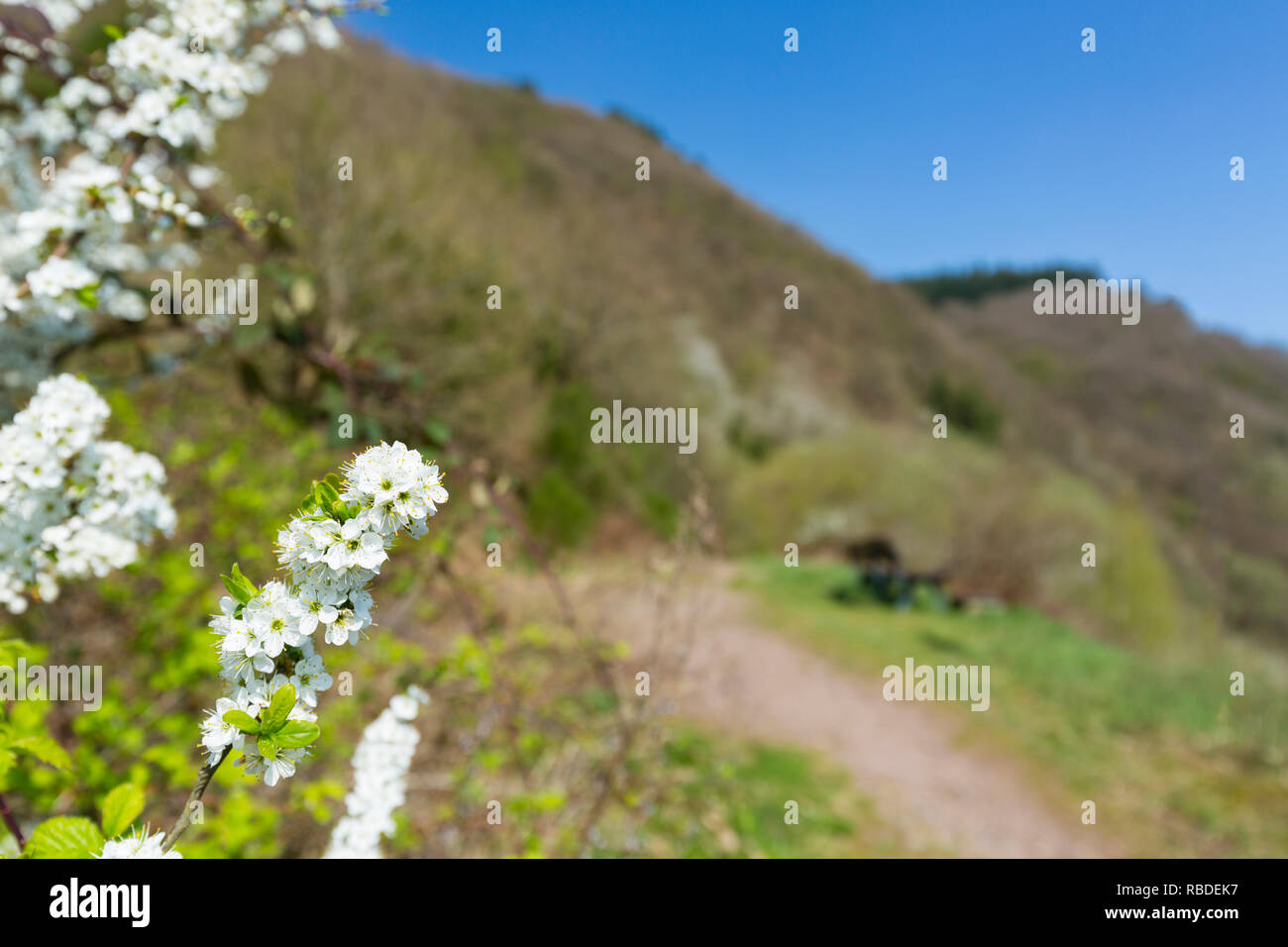 Cherry blossoms with view along a footpath at the Calmont in Bremm in the Moselle Valley vineyards in spring, Germany with selective focus. Stock Photo