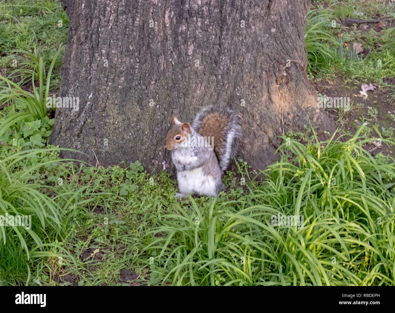 Squirrel posing in London Stock Photo