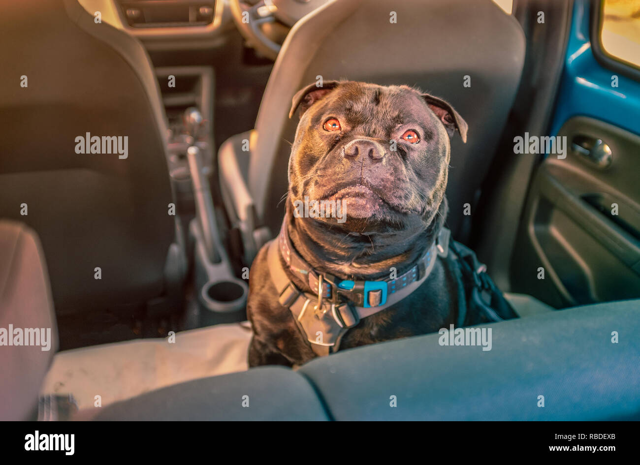 black Staffordshire bull terrier dog on rear seat of car attached safely with a harness and restraint strap clipped in seat belt buckle clip Stock Photo