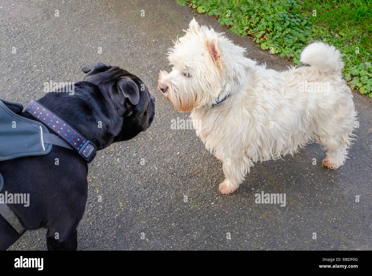 A black Staffordshire bull terrier dog meets a West Highland White Terrier . The Staffie dog is wearing a harness. The Westie has no lead. They are al Stock Photo
