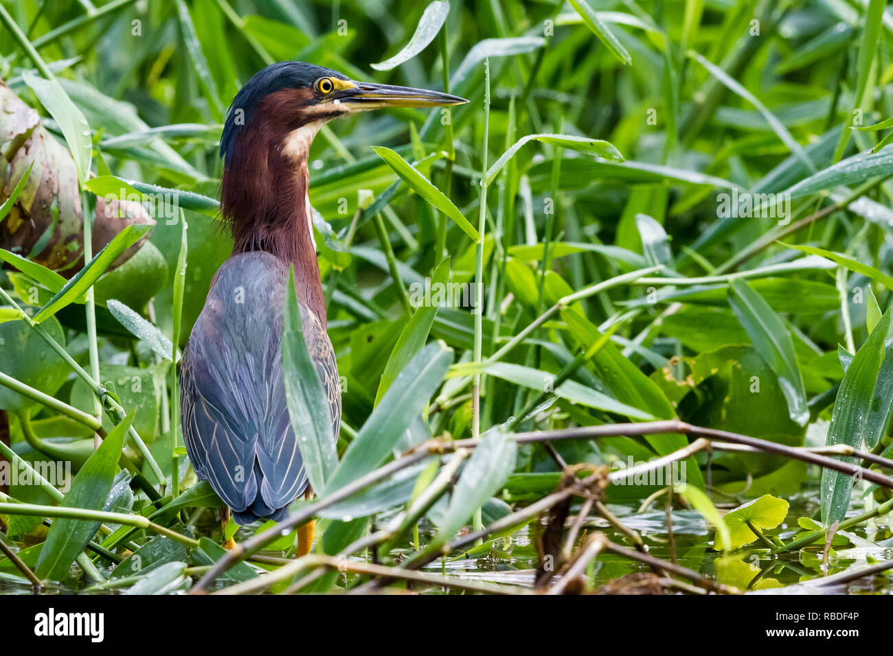 Green heron, Tortuguero National Park, Costa Rica Stock Photo Alamy