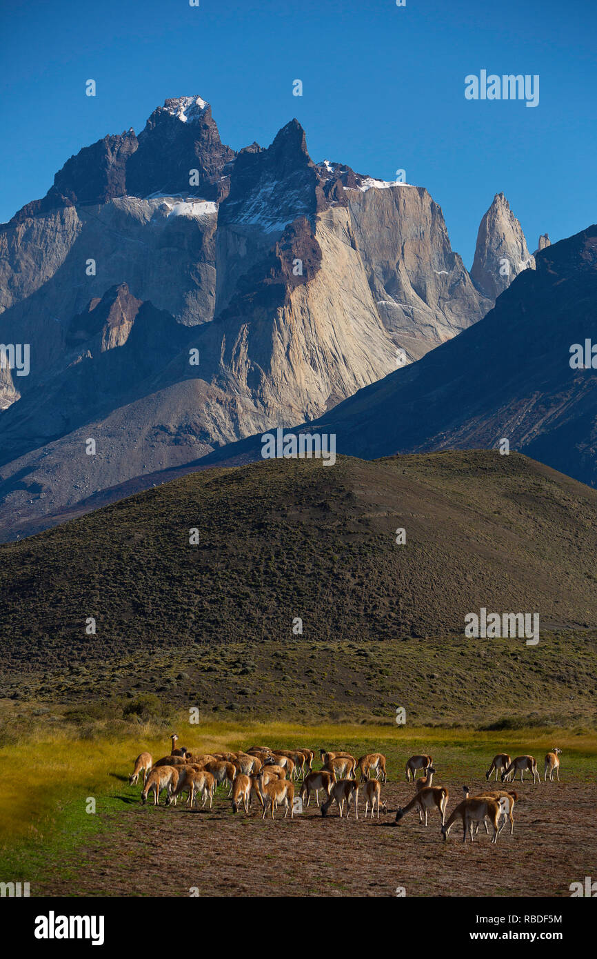 A herd of Guanaco (Lama guanicoe) in Torres Del Paine National Park of Chile. Wild Stock Photo