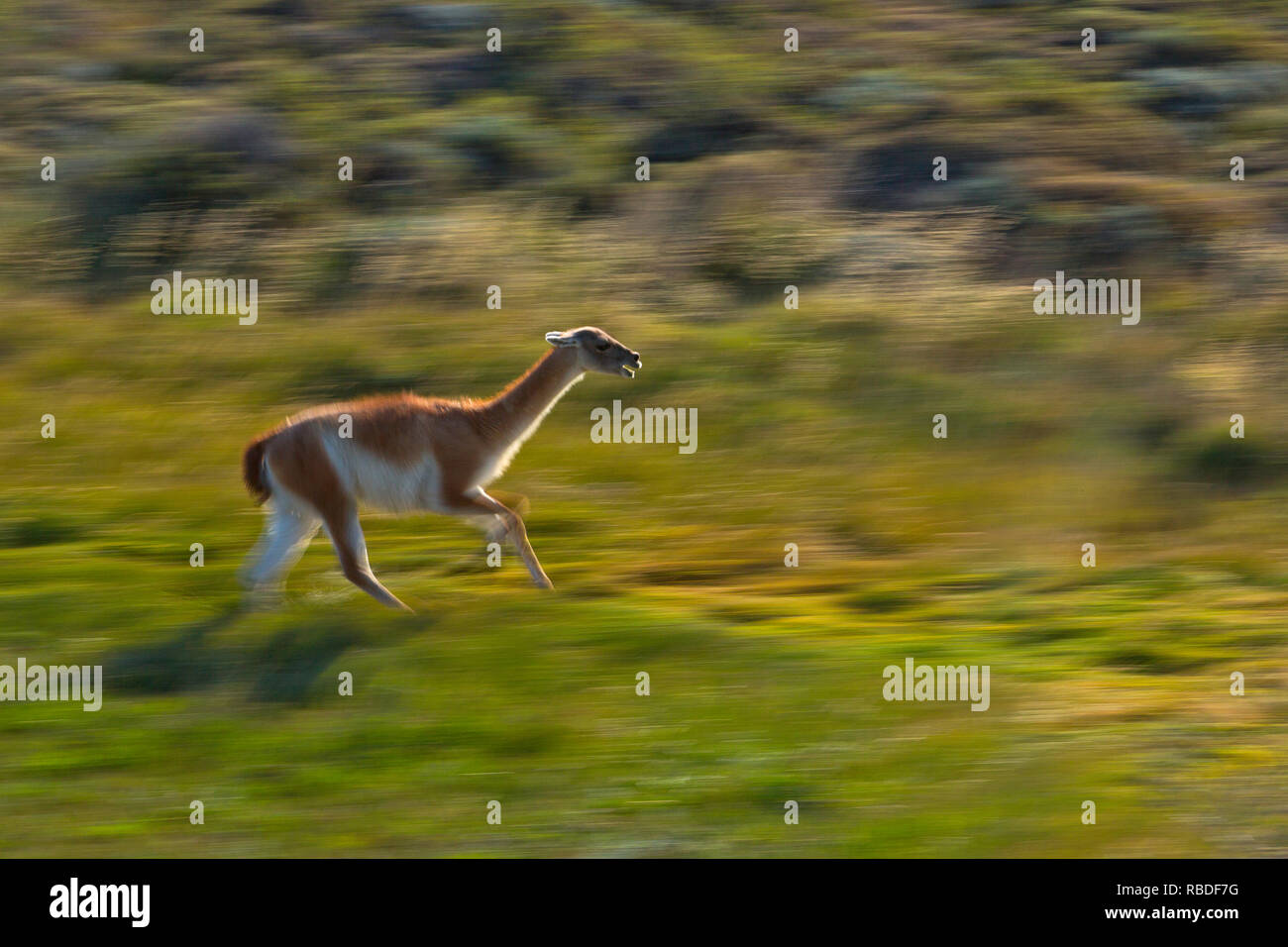 A running Guanaco (Lama guanicoe) in Torres Del Paine National Park of Chile. Wild Stock Photo