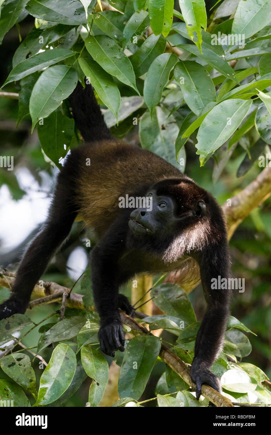 Macaco aranha de testa branca hi-res stock photography and images - Alamy