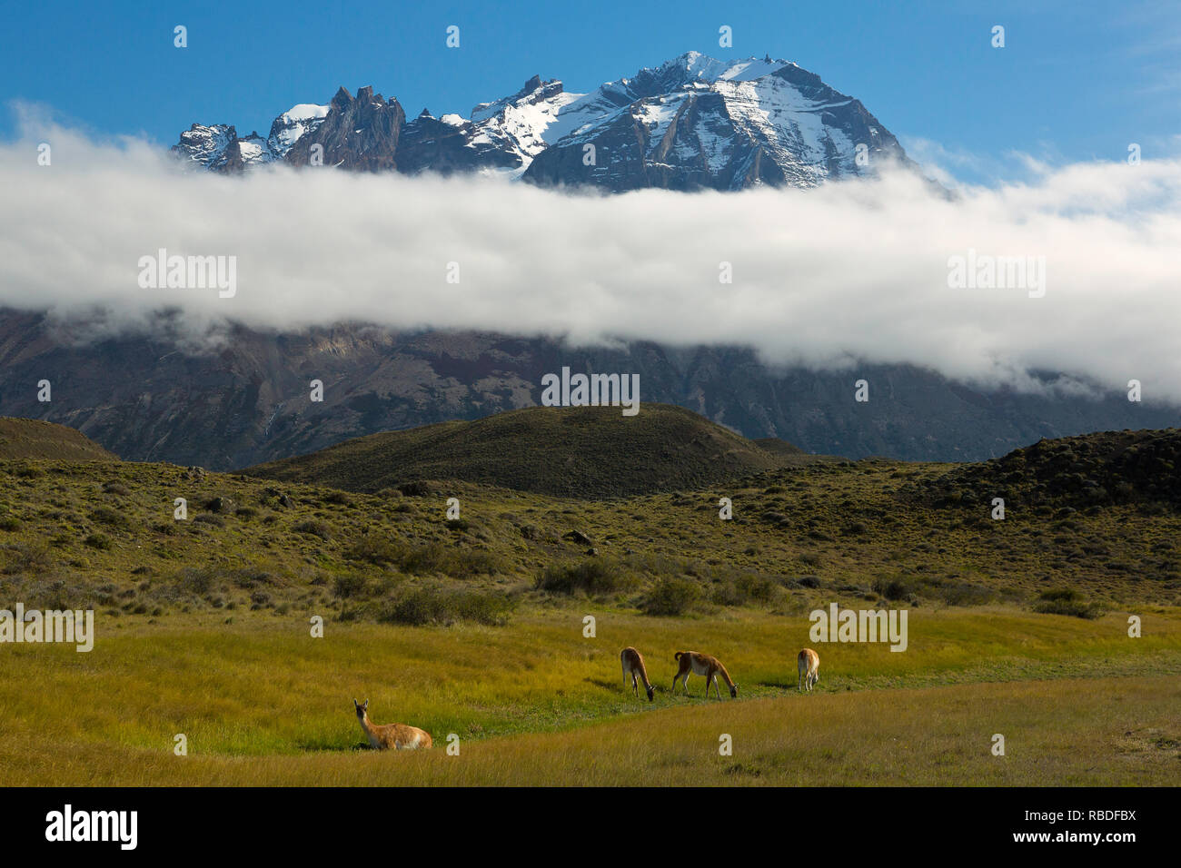 A herd of Guanaco (Lama guanicoe) in Torres Del Paine National Park of Chile. Wild Stock Photo